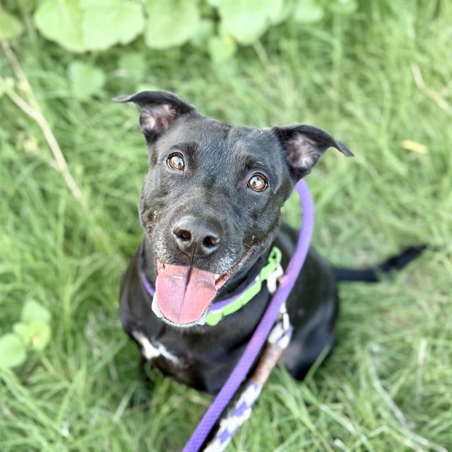 Midnight, a dog at Pima Animal Care Center in Tucson, AZ — 4 years, 50 lbs