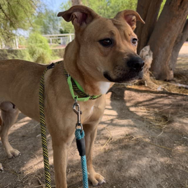 Turnip, a dog at Pima Animal Care Center in Tucson, AZ — 1 year, 8 months, 39 lbs