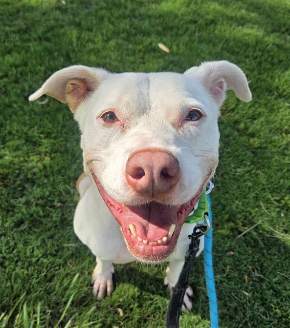 Lala, a dog at Pima Animal Care Center in Tucson, AZ — 8 years, 45 lbs