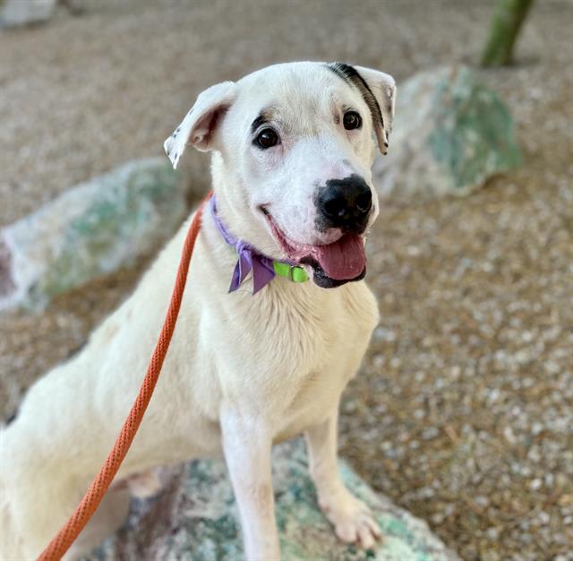 Spotty, a dog at Pima Animal Care Center in Tucson (Eastside), AZ — 1 year, 4 months, 48 lbs