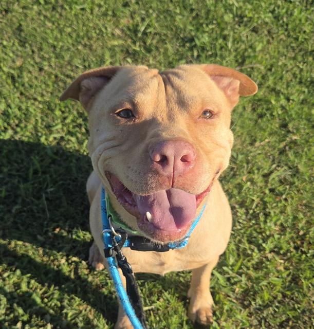 Canelo, a dog at Pima Animal Care Center in Tucson, AZ — 7 years, 51 lbs