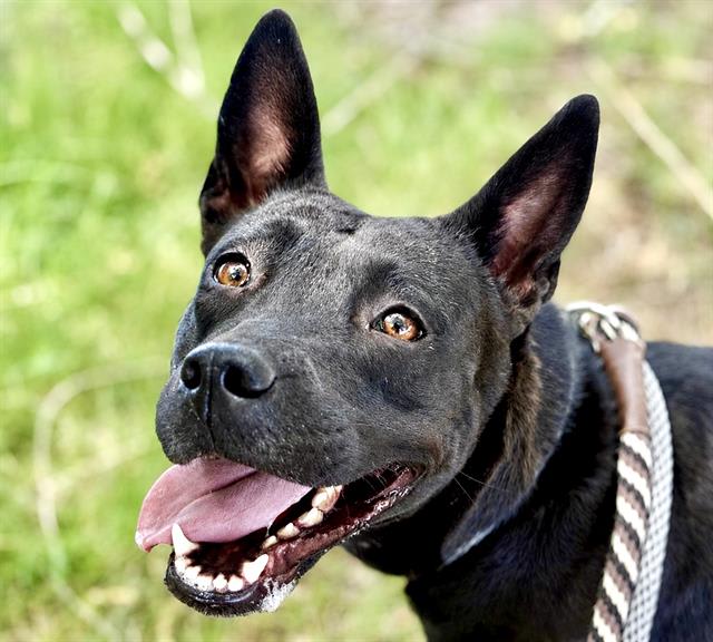 Fudge, a dog at Pima Animal Care Center in Tucson, AZ — 1 year, 5 months, 44 lbs