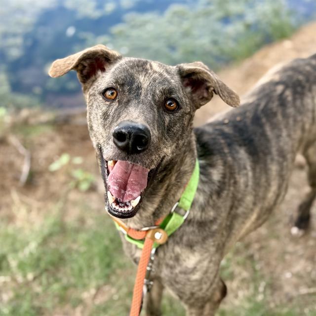 Buddy, a dog at Pima Animal Care Center in Tucson, AZ — 2 years, 8 months, 58 lbs