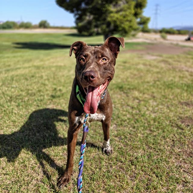 Dune, a dog at Pima Animal Care Center in Tucson, AZ — 3 years, 63 lbs