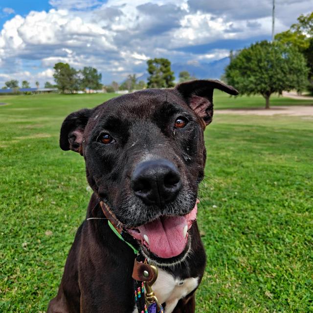 Chico, a dog at Pima Animal Care Center in Tucson, AZ — 2 years, 6 months, 53 lbs