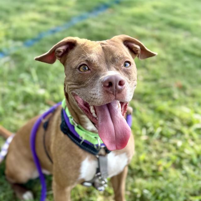 Tera, a dog at Pima Animal Care Center in Tucson, AZ — 4 years, 41 lbs