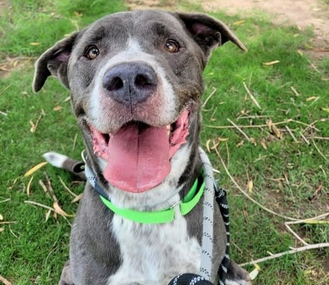 King, a dog at Pima Animal Care Center in Tucson, AZ — 7 years, 58 lbs