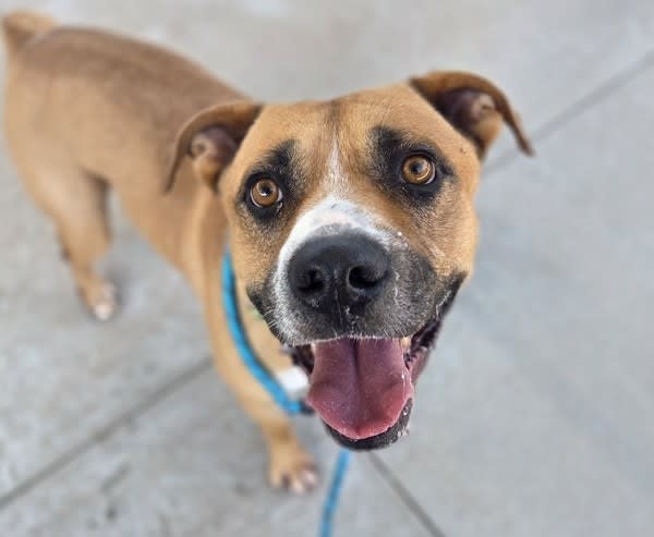 Fangorn, a dog at Pima Animal Care Center in Tucson, AZ — 3 years, 60 lbs