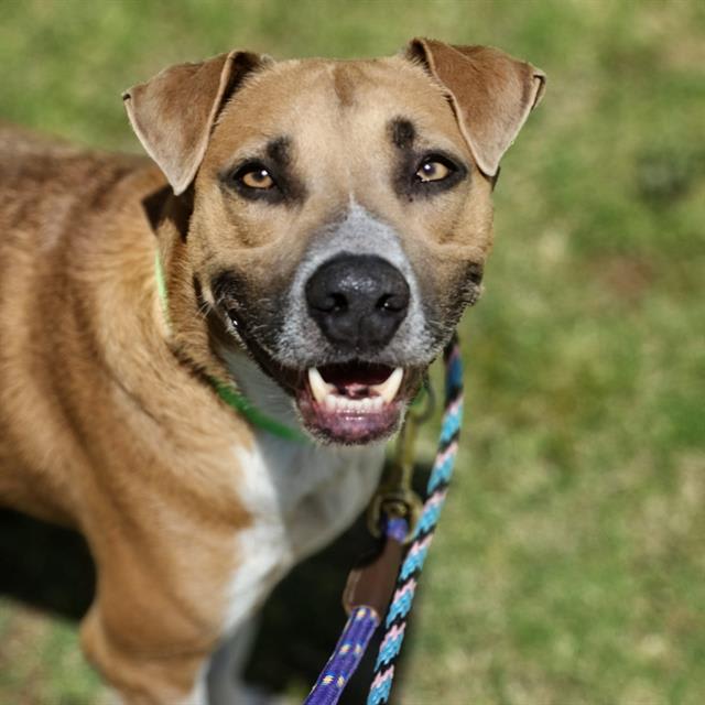 Cosmo, a dog at Pima Animal Care Center in Tucson, AZ — 5 years, 53 lbs
