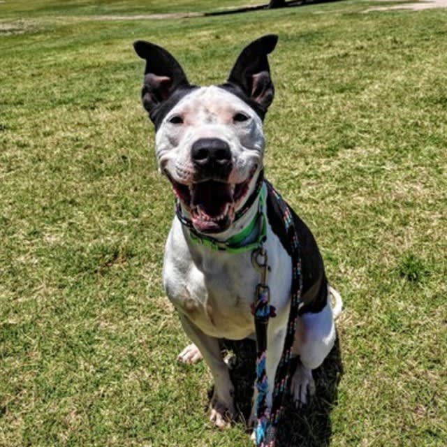 Daisy, a dog at Pima Animal Care Center in Tucson, AZ — 5 years, 47 lbs