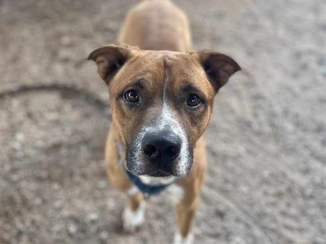 Apollo, a dog at Pima Animal Care Center in Tucson, AZ — 9 years, 62 lbs