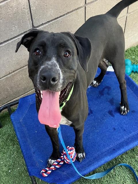 Oreo, a dog at Pima Animal Care Center in Tucson, AZ — 1 year, 5 months, 57 lbs