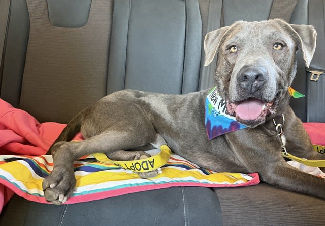 New Mexico, a dog at Pima Animal Care Center in Tucson, AZ — 3 years, 52 lbs