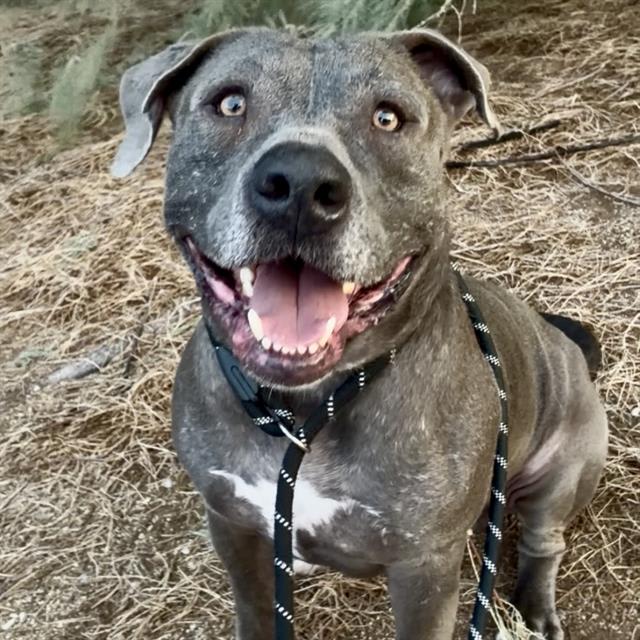 Mississippi, a dog at Pima Animal Care Center in Tucson, AZ — 1 year, 9 months, 63 lbs