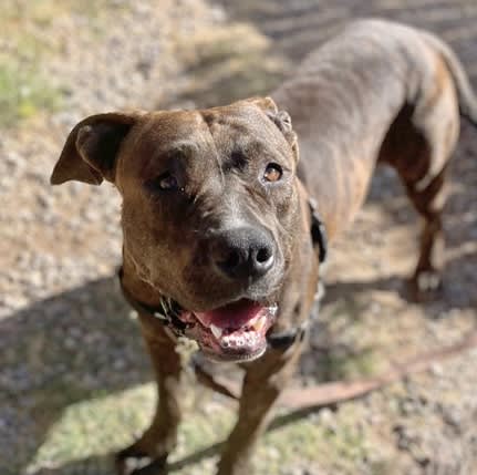 Ladle, a dog at Pima Animal Care Center in Tucson, AZ — 2 years, 10 months, 88 lbs