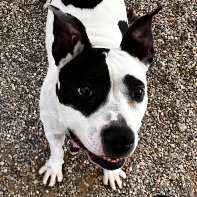 Mika, a dog at Pima Animal Care Center in Tucson, AZ — 7 years, 70 lbs
