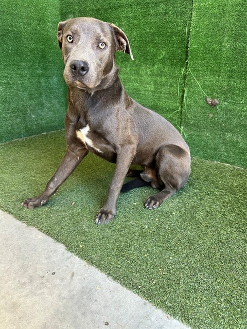 Bluey, a dog at LA County Animal Care & Control in Lancaster, CA — 11 months, 54 lbs