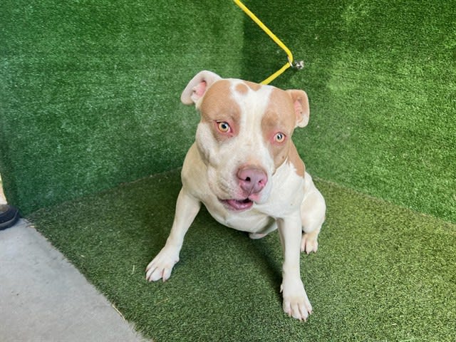 Marlow, a dog at LA County Animal Care & Control in Lancaster, CA — 1 year, 60 lbs