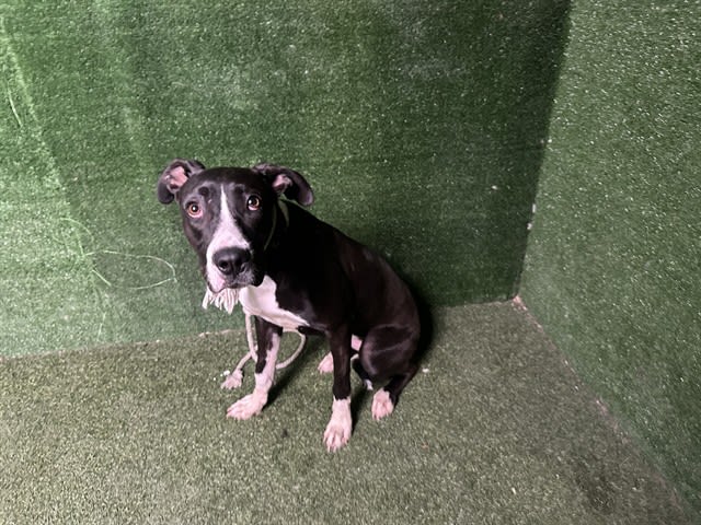 Lady, a dog at LA County Animal Care & Control in Lancaster, CA — 10 months, 50 lbs