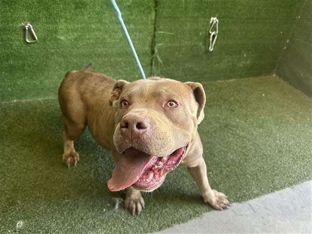 Hippo, a dog at LA County Animal Care & Control in Lancaster, CA — 4 years, 86 lbs
