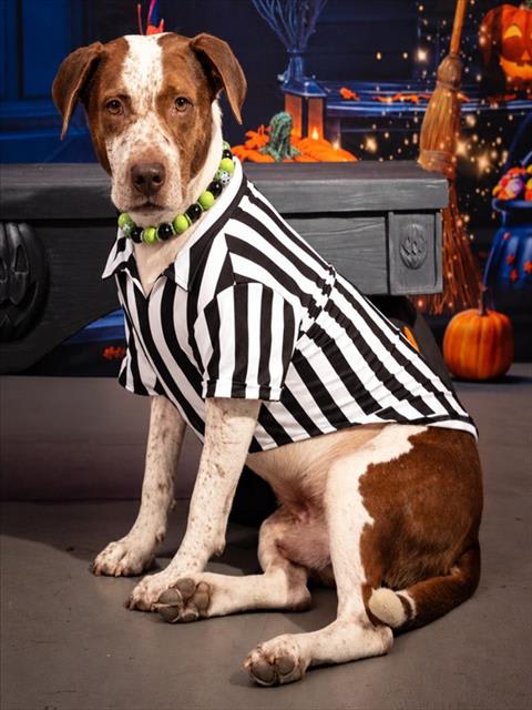 Halo, a dog at Pima Animal Care Center in Tucson, AZ — 3 years, 60 lbs