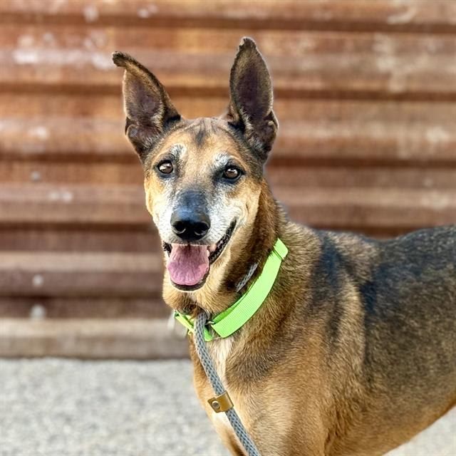 Sable, a dog at Pima Animal Care Center in Tucson, AZ — 9 years, 56 lbs