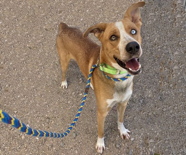 Bowie, a dog at Pima Animal Care Center in Tucson, AZ — 2 years and 2 months, 57 lbs