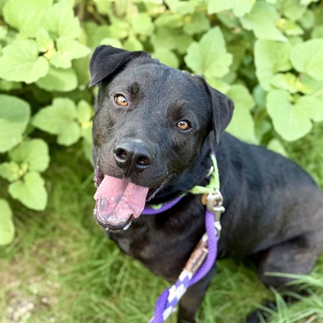 Barry, a dog at Pima Animal Care Center in Tucson, AZ — 2 years and 5 months, 46 lbs
