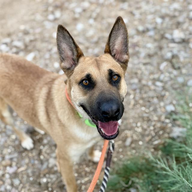 Edwina, a dog at Pima Animal Care Center in Tucson, AZ — 4 years, 48 lbs