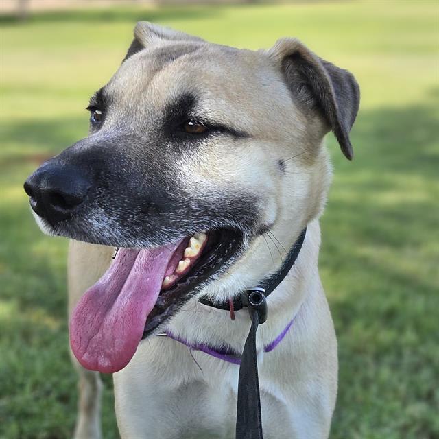Saguaro, a dog at Pima Animal Care Center in Tucson, AZ — 2 years and 6 months, 44 lbs