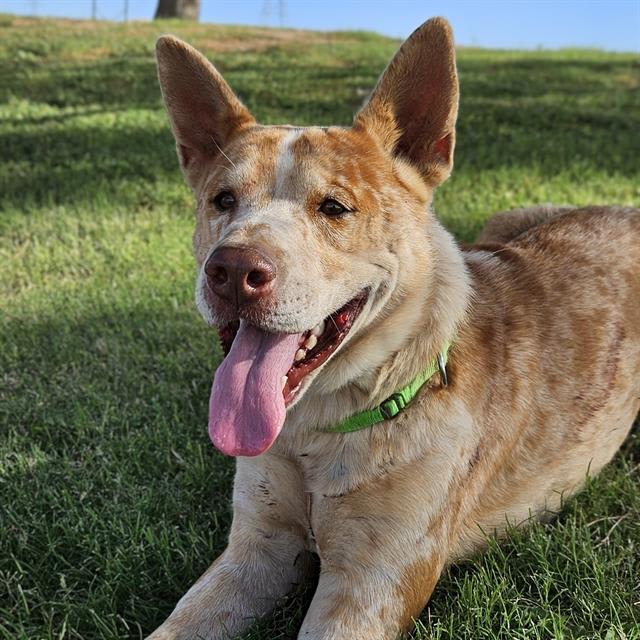 Roscoe, a dog at Pima Animal Care Center in Tucson, AZ — 3 years, 52 lbs