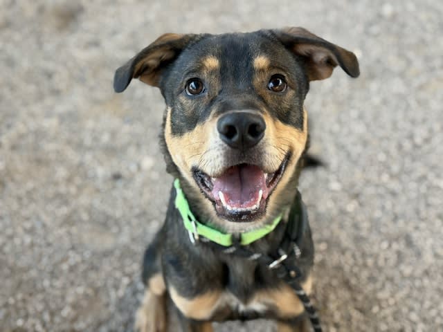 Squid, a dog at Pima Animal Care Center in Tucson, AZ — 2 years and 2 months, 46 lbs