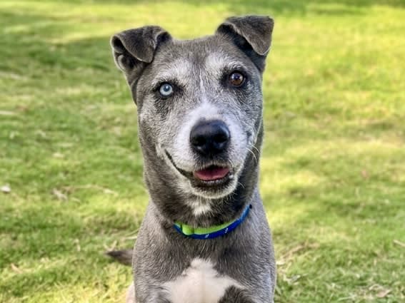 Ginger, a dog at Pima Animal Care Center in Tucson, AZ — 9 years, 58 lbs