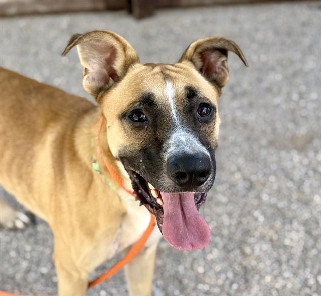 Bumper, a dog at Pima Animal Care Center in Tucson, AZ — 3 years, 69 lbs