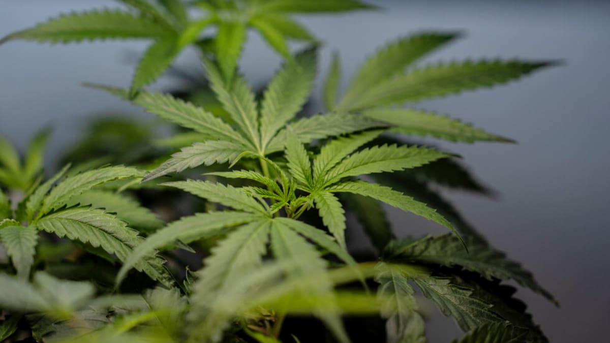 Supreme Court Bars Federal Gun Charges for Marijuana Users