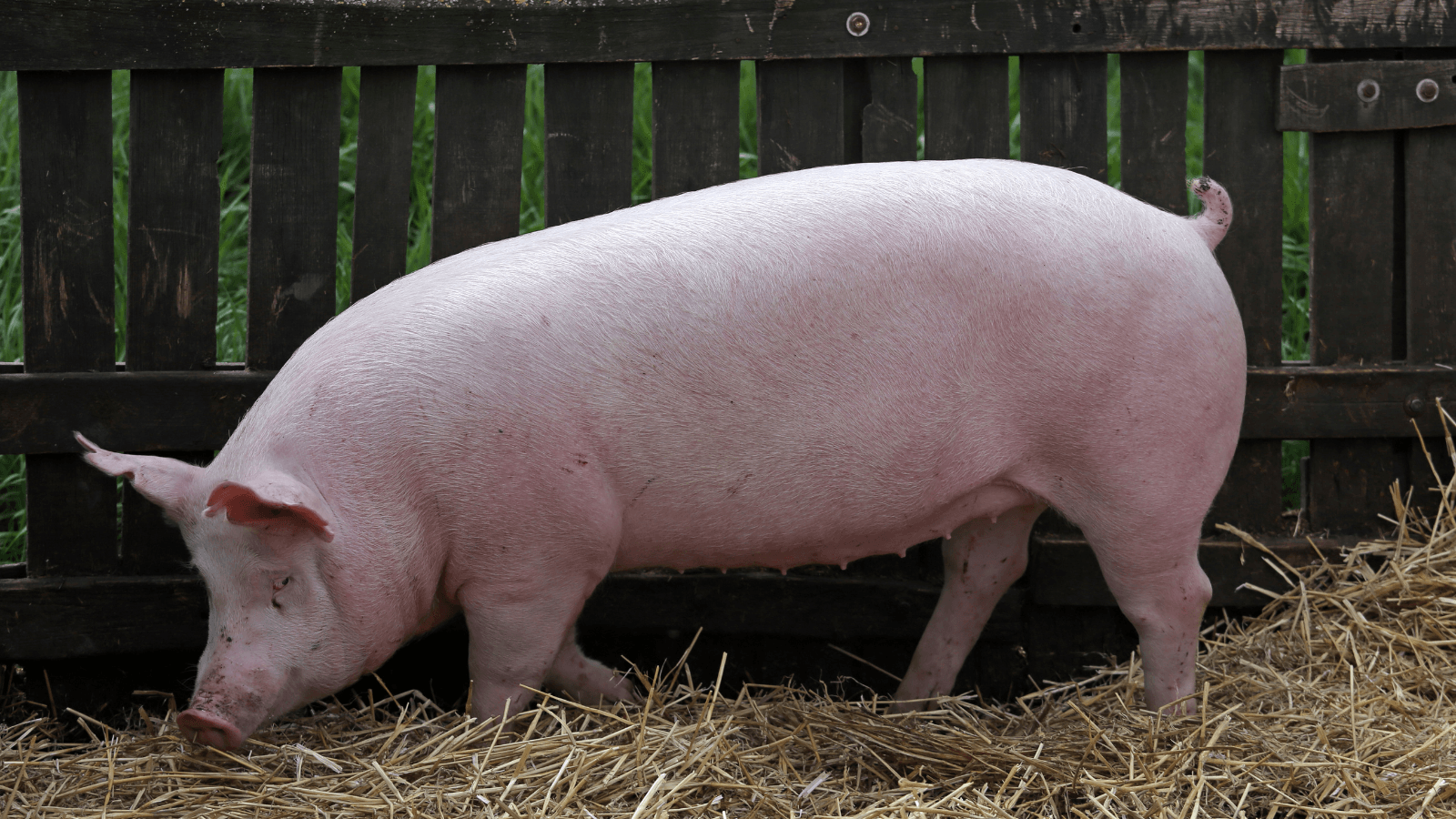 porci