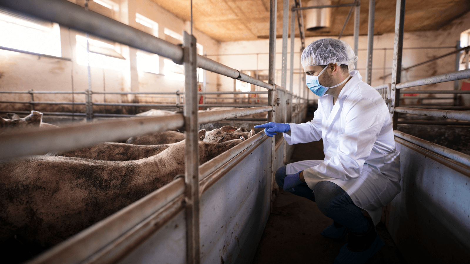 deparazitarea porcii