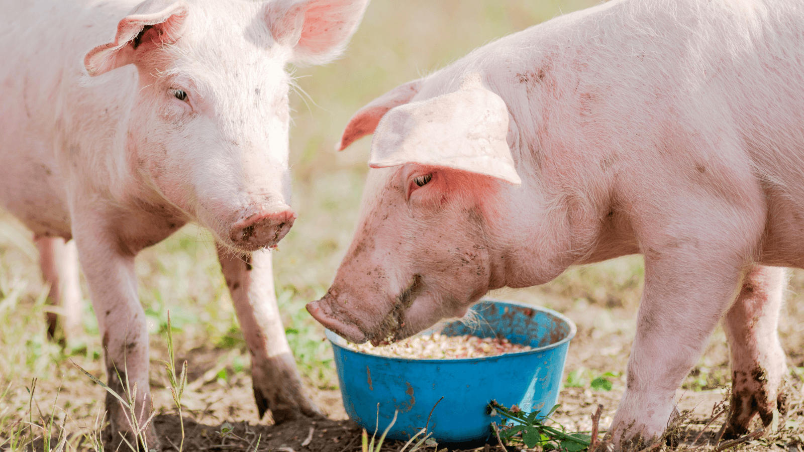 hrănirea porcilor