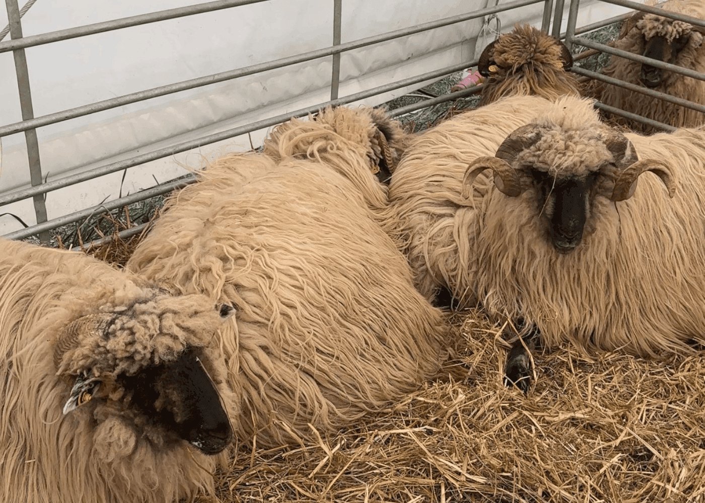 ovine
