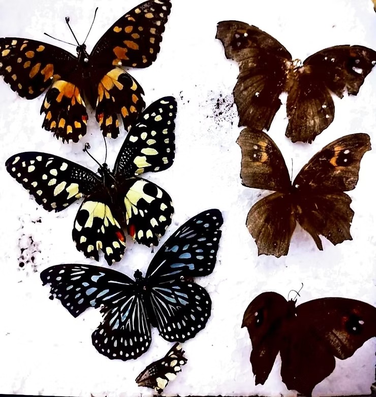 THE UNTOLD WORLD OF LEPIDOPTERA illustration