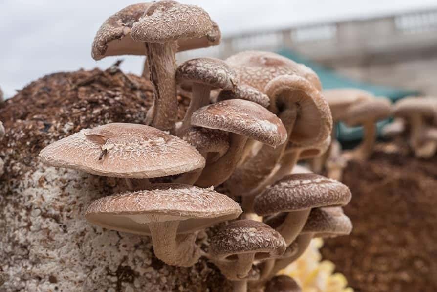 Adaptogenic Sweeteners: Mushroom Syrups for Brain Health