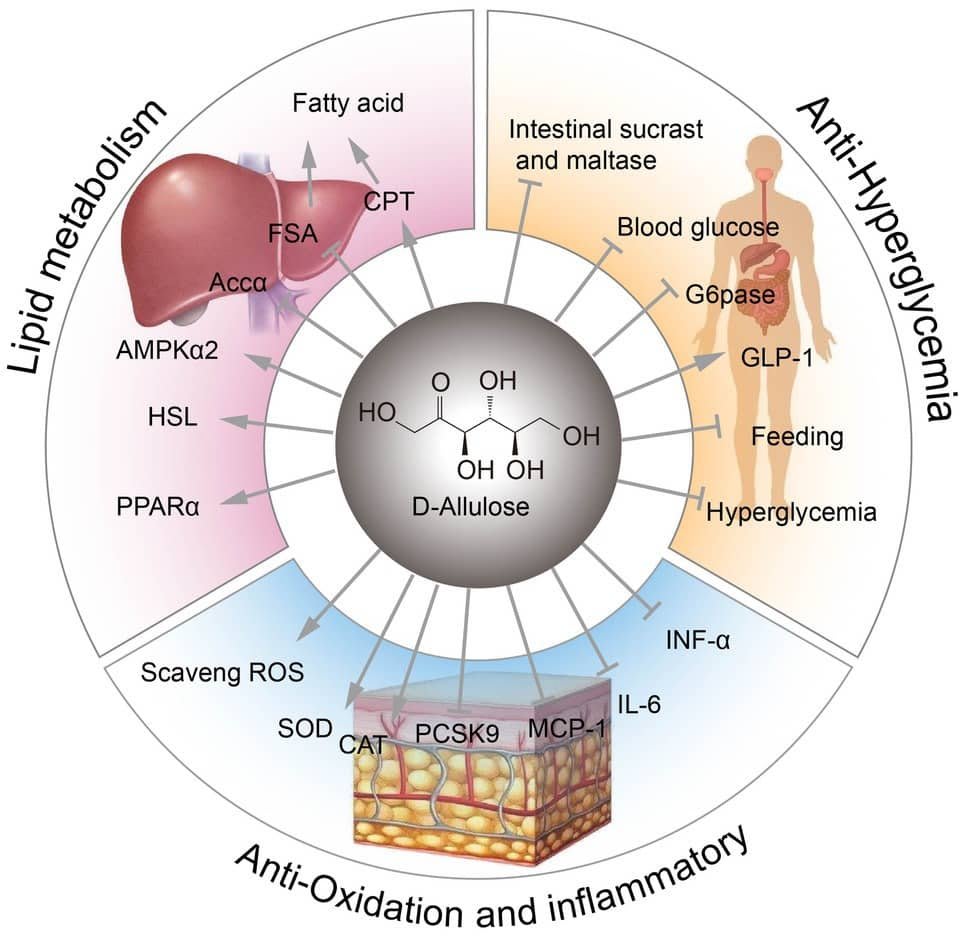 Next-Gen Sugar Alternatives: Allulose & Tagatose