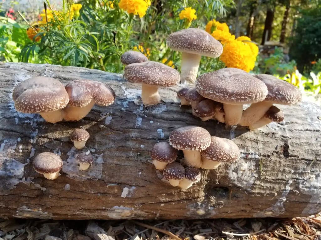 Adaptogenic Sweeteners Golden Milk Latte