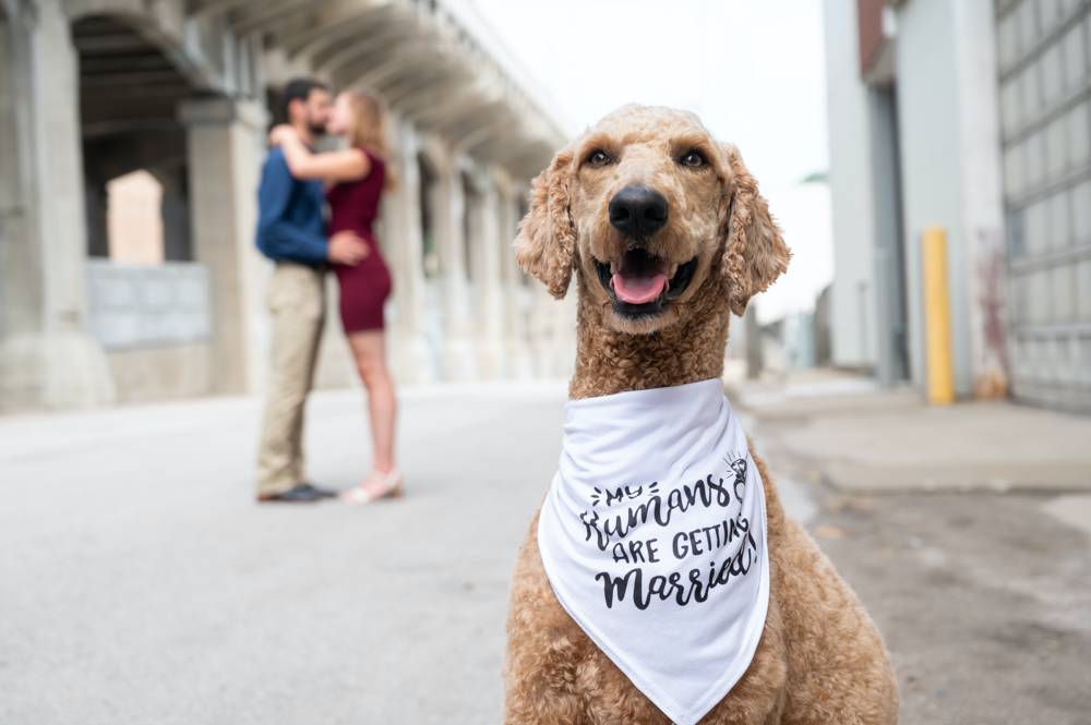 engagement photos with dog with bandana