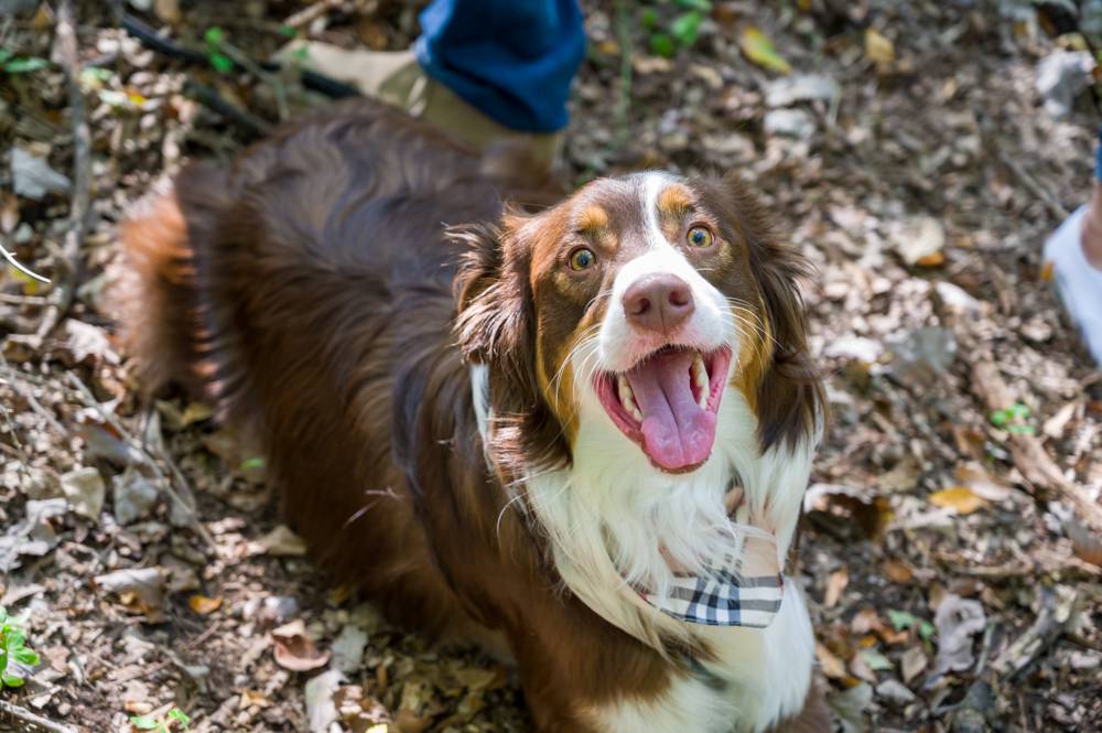 Dax the dog at enagement session