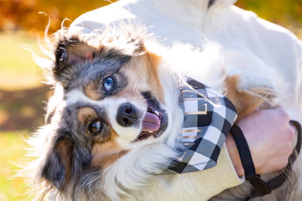 up close of dog