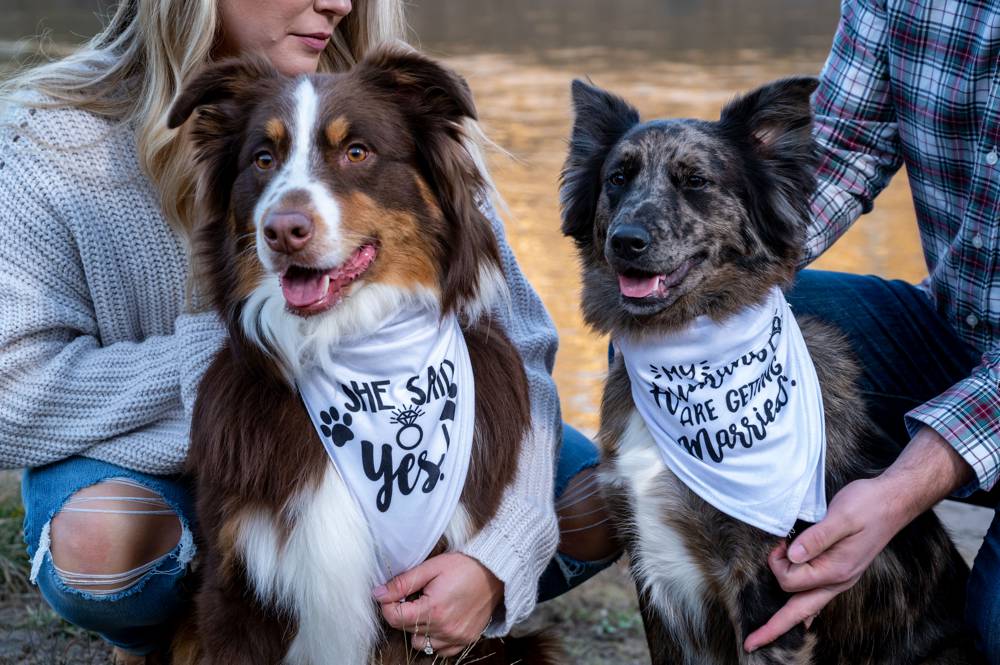 engagement session with dogs wearing bandanas