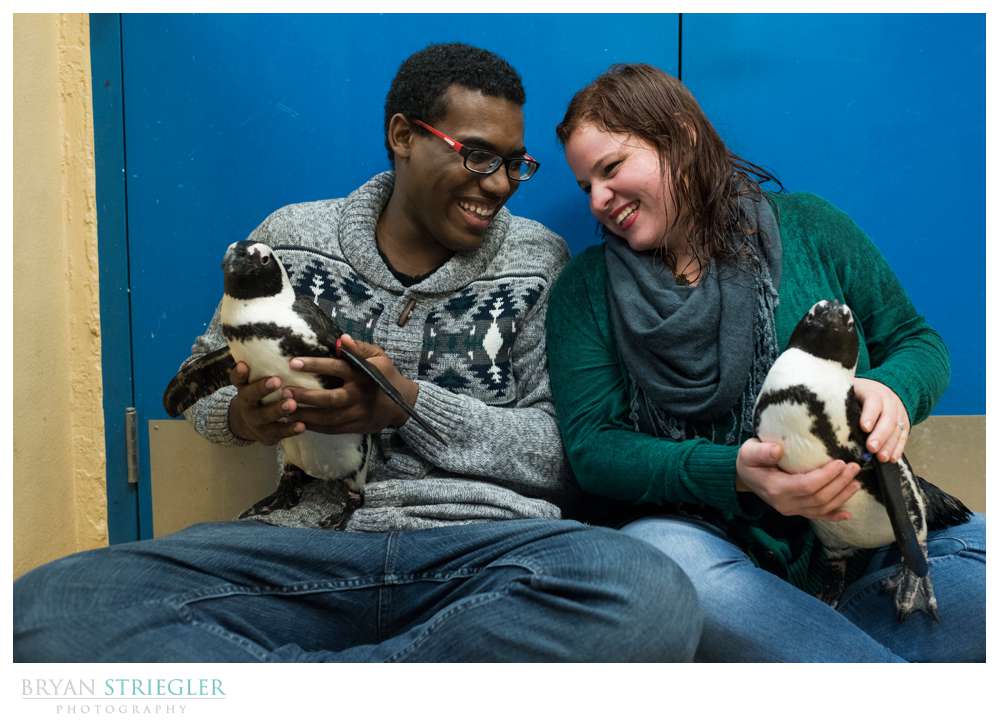 engagement photos with two penguins