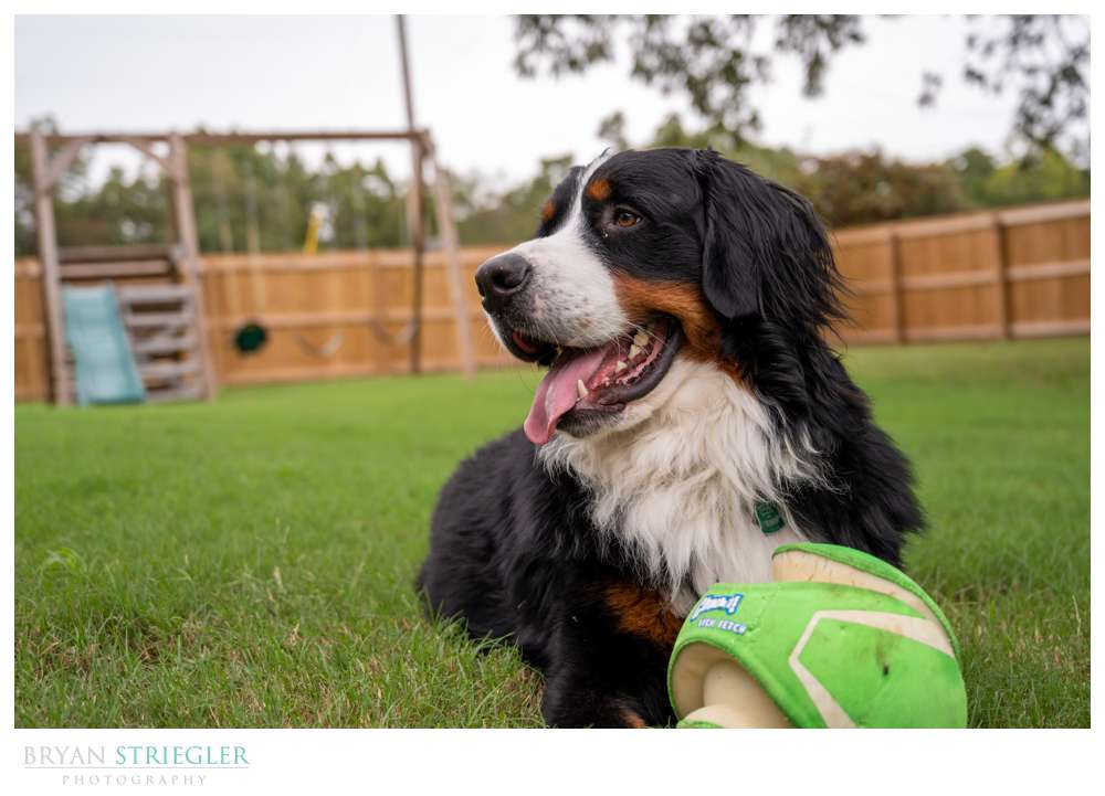Bernese Mountain dog with ball