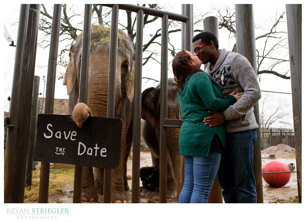 Save the Date photo with elephant at the Little Rock Zoo
